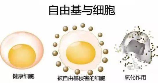 硒語 | 美國(guó)華裔專家揭曉新病毒與自由基的關(guān)系！