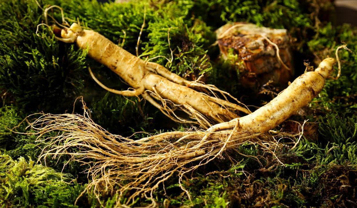 增強(qiáng)免疫，人參皂苷不能少