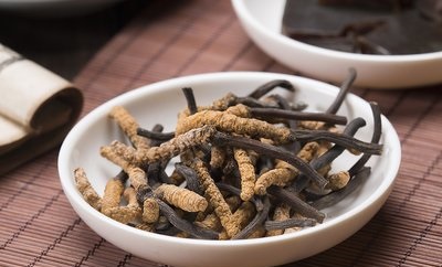 冬天宜進補冬蟲夏草，看看它都有什么好