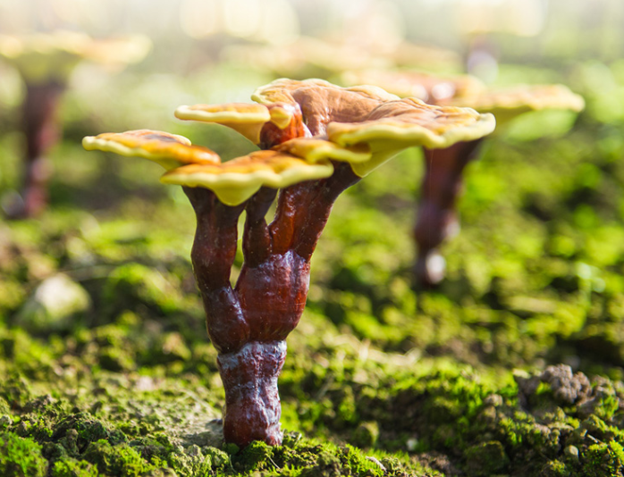 靈芝孢子粉對呼吸系統(tǒng)的作用