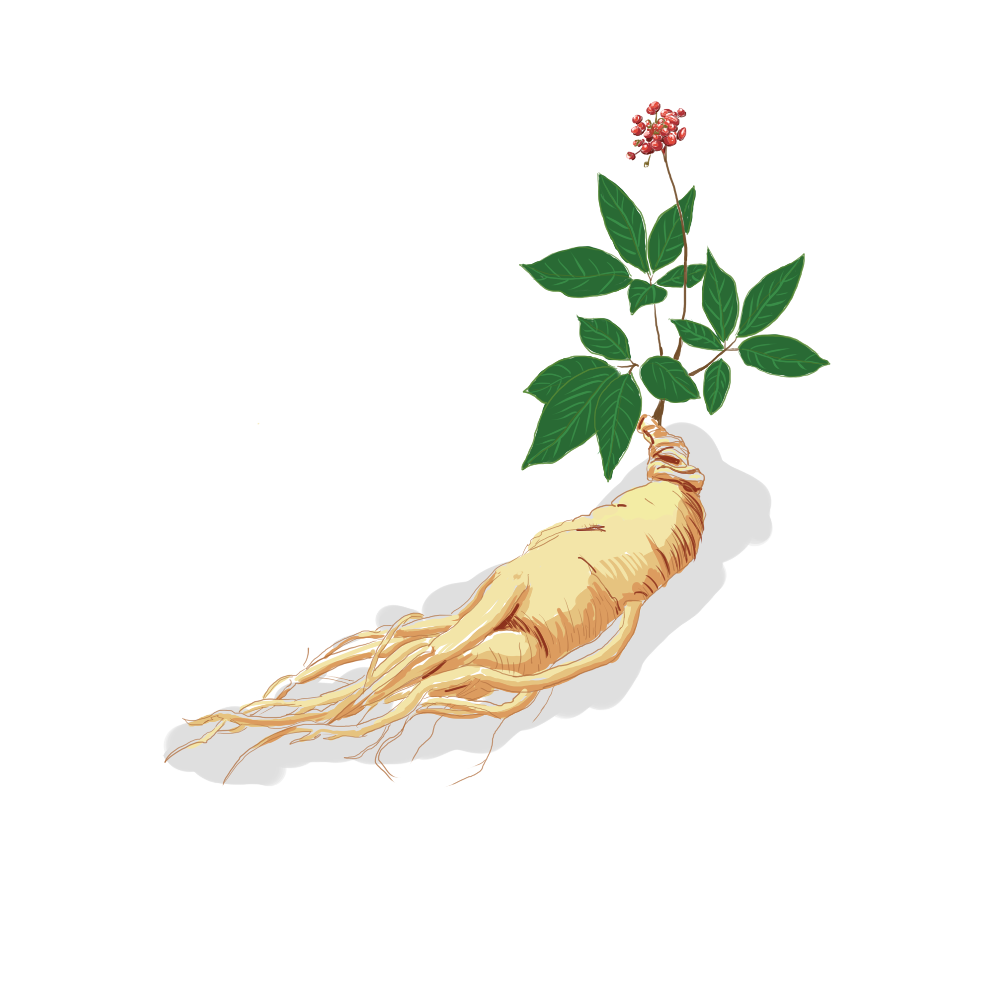 人參皂苷到底是什么？