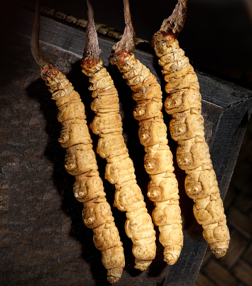 對(duì)冬蟲夏草的微量元素的研究