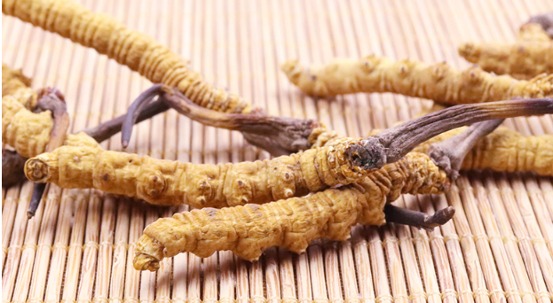 萬(wàn)萬(wàn)沒想到冬蟲夏草竟然有這么多的好處