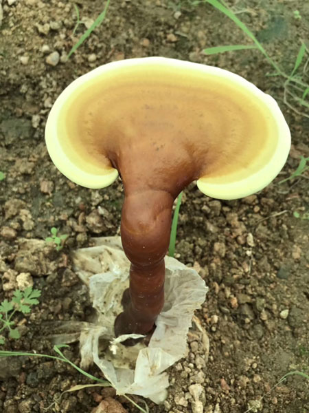 靈芝雖好，盡量不要和它們不能一起使用