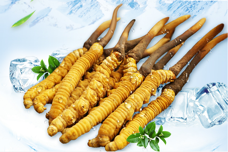 冬蟲夏草這幾種人一定要堅(jiān)持吃，好處多多