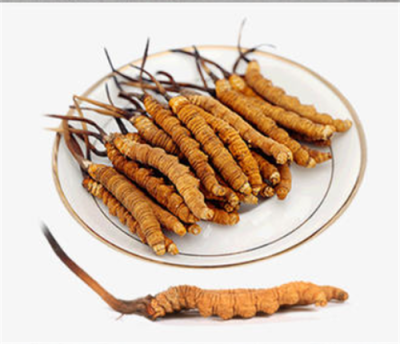 大自然真奇妙，蝙蝠蛾與蟲草菌相遇，這就是冬蟲夏草