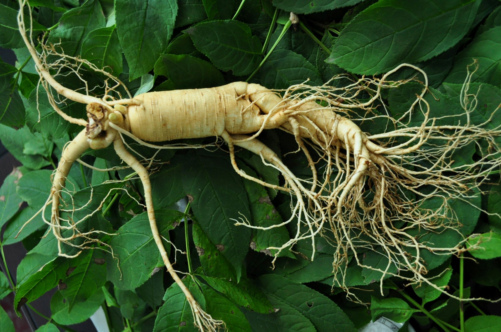 人參皂苷和人參皂苷粉是什么關(guān)系？