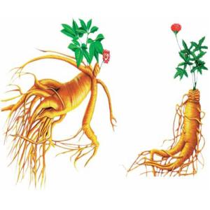 人參皂苷有什么用？如何增強(qiáng)免疫力？