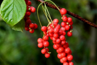 五味子——一味可補肝、心、肺、腎的明星中藥，你了解嗎