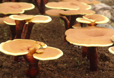 靈芝孢子粉每日用量公布！