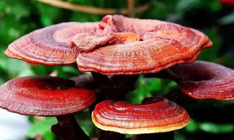 高品質免疫力產品，靈芝孢子粉需要仔細挑選