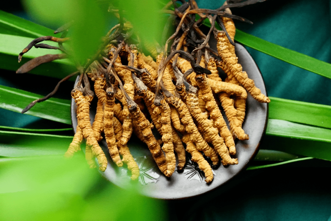 免疫力低下、咳嗽，嘗試冬蟲(chóng)夏草來(lái)調(diào)理