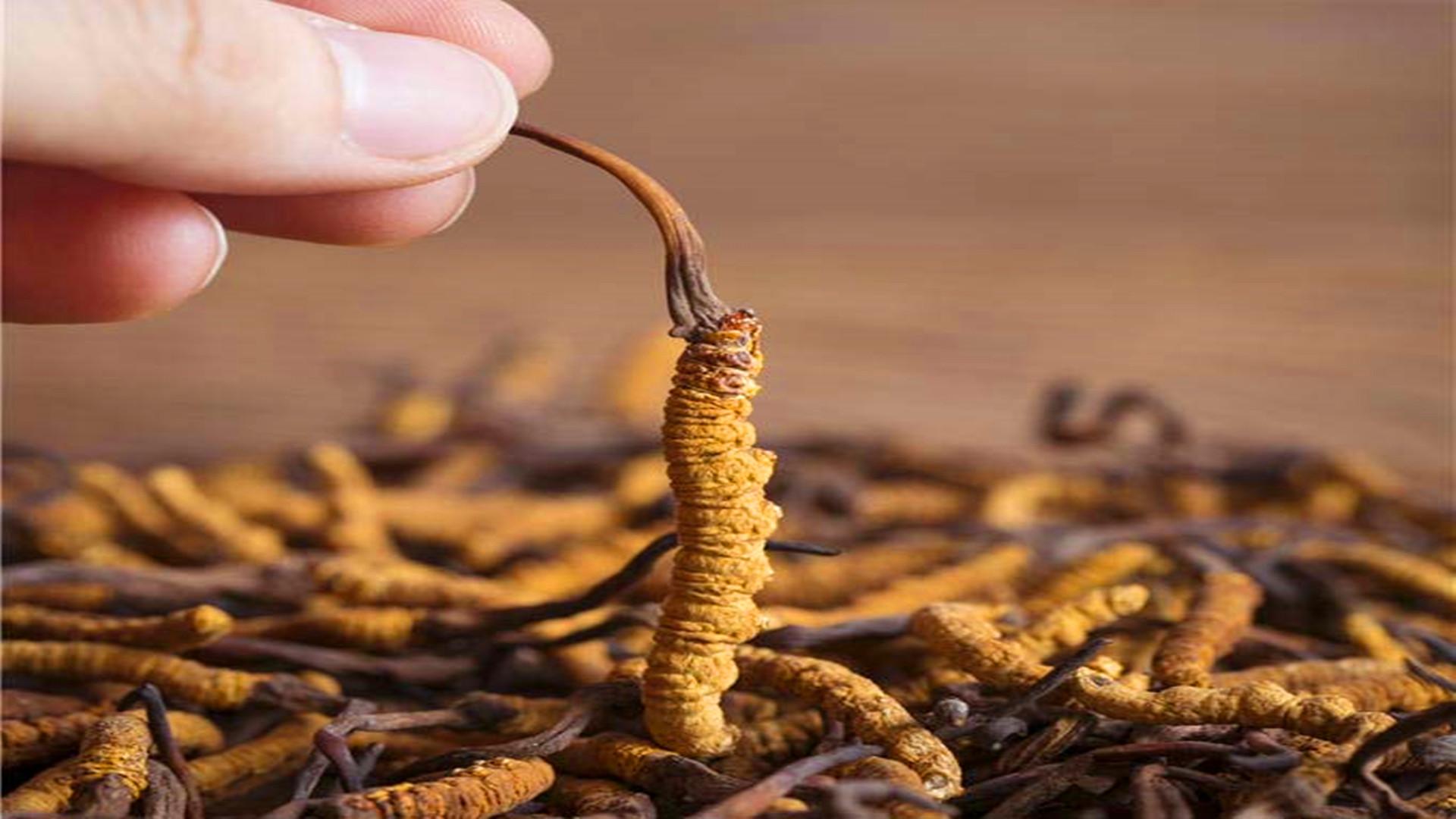 冬蟲夏草究竟是蟲還是草？很多人都不知道，它有何價值？