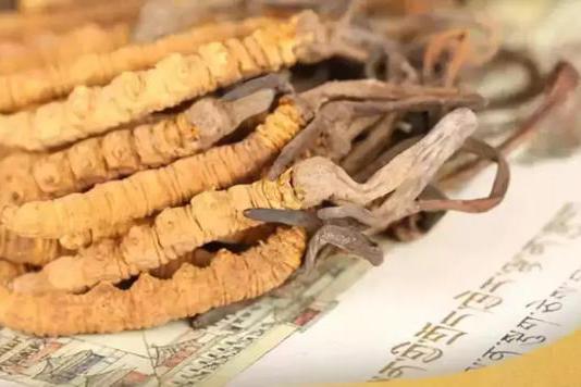 新鮮的冬蟲夏草的品質(zhì)受哪些因素的影響？