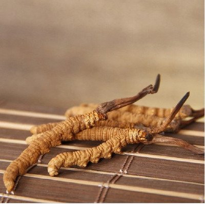 冬蟲夏草對(duì)提高免疫力、保護(hù)肝臟有非常大的幫助